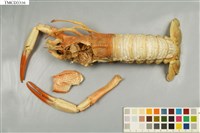 藏品(海神後海螯蝦)的圖片